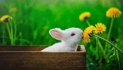 LEYU SPORTS中国官方网站-亚洲杯国足迎战 球迷热情高涨，亚洲杯国足首战